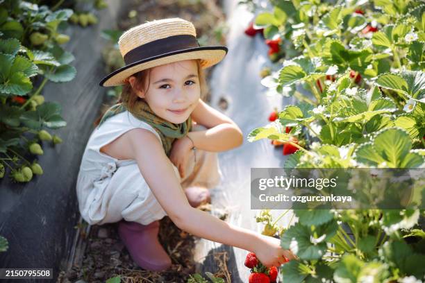 little girl picking strawberry on a farm field - kid reaction portrait stock pictures, royalty-free photos & images