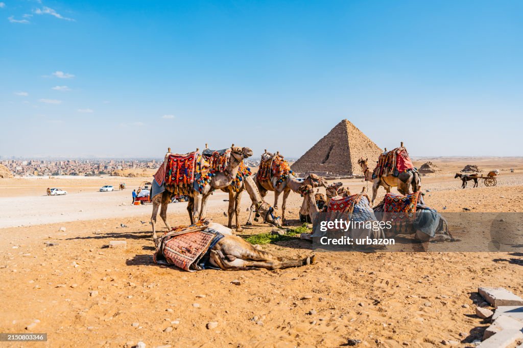 Camels At The Pyramids Of Giza In Cairo