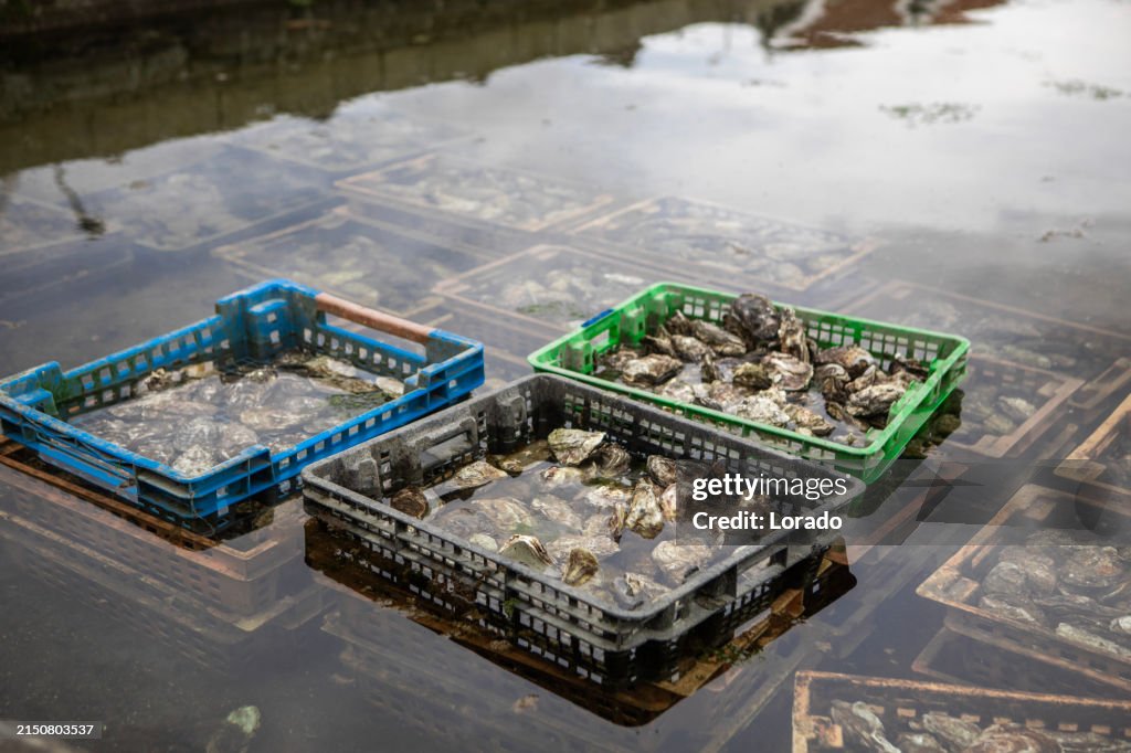Oyster farming in the Netherlands