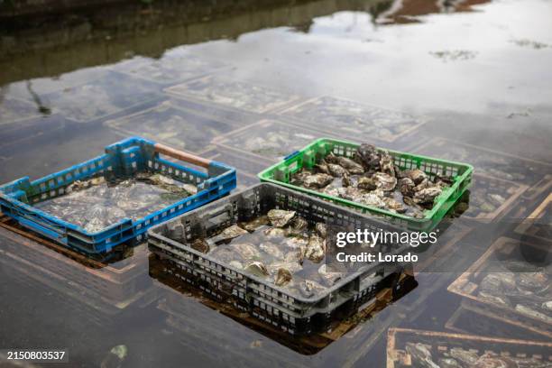 oyster farming in the netherlands - bivalve imagens e fotografias de stock