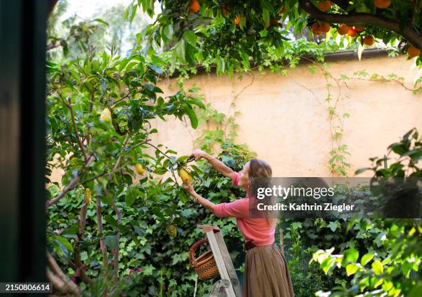 woman standing on a ladder, harvesting lemons - abundancia fotografías e imágenes de stock