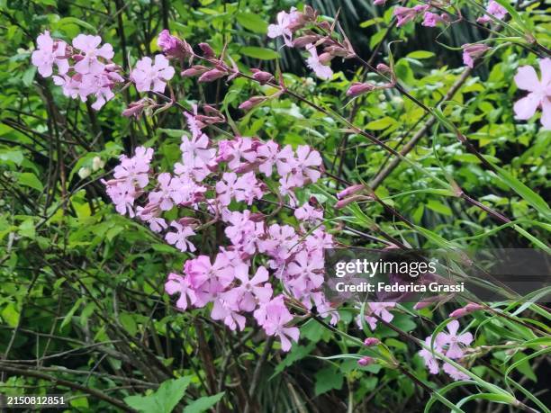pink soapwort (saponaria officinalis) flowering in val grande national park, unesco biosphere reserve ticino valgrande verbano - saponaria stock pictures, royalty-free photos & images