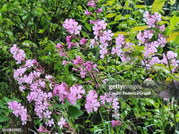 pink soapwort (saponaria officinalis) flowering in val grande national park, unesco biosphere reserve ticino valgrande verbano - saponaria stock pictures, royalty-free photos & images