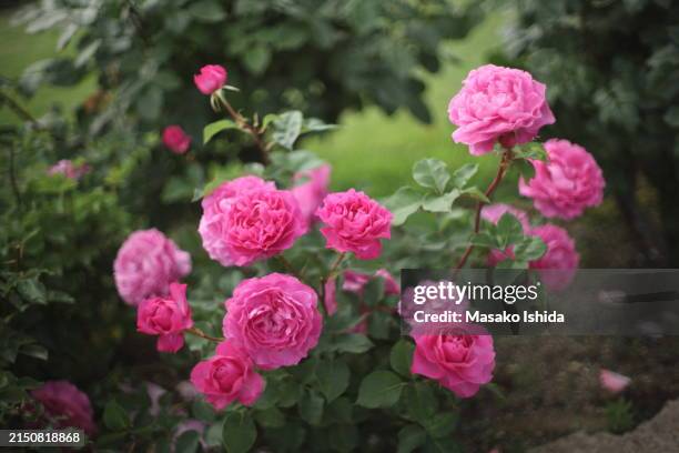 beautiful pink roses growing in a spring garden - rosa foto e immagini stock