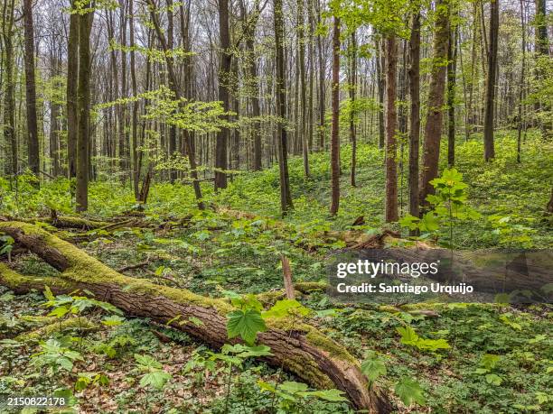 Native Forest Images 12,819 Native Forest Stock Photos, High-Res Pictures, and Images ...