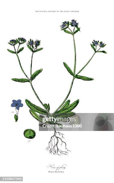 perennials, plant kingdom, victorian botanical illustration, circa 1853 - nigella stock illustrations