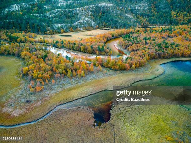 swamp, river and trees seen from above - water whorl grass stock pictures, royalty-free photos & images