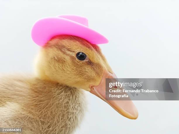 duckling with hat - bico imagens e fotografias de stock