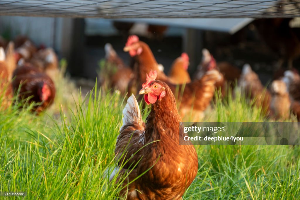 Happy free-range chickens enjoying nature in the lush grass in the evening sun