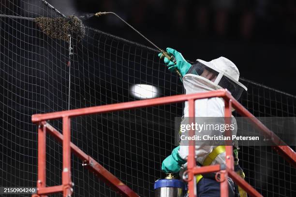 Beekeeper Matt Hilton removes a colony of bees that formed on the net behind home plate during a delay to the MLB game between the Los Angeles...