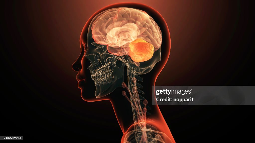 Human brain cerebellum anatomy
