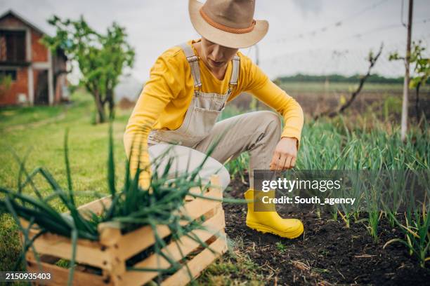 farmer woman picking young onions - bottes marron photos et images de collection