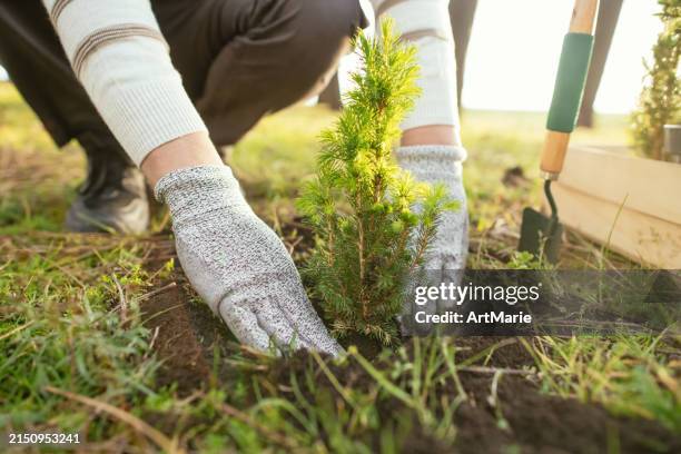 man planting trees outdoors in springtime - planter photos et images de collection