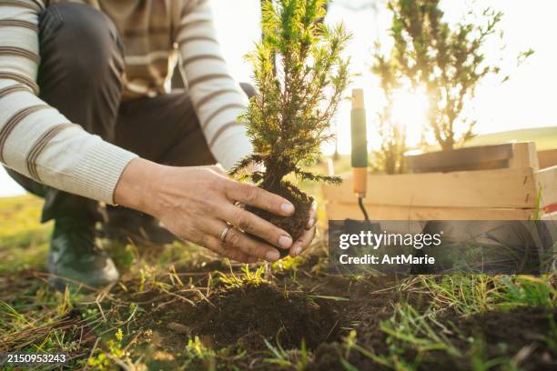 man planting trees outdoors in springtime - planter photos et images de collection