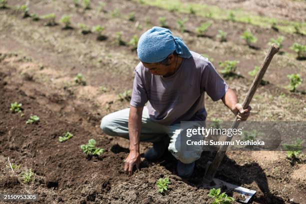 a farmer working on an organic farm. - enxada-equipamento-de-jardinagem - fotografias e filmes do acervo
