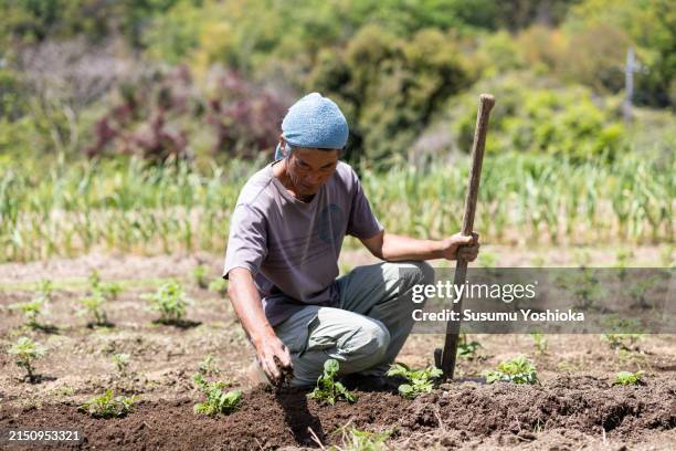 a farmer working on an organic farm. - enxada-equipamento-de-jardinagem - fotografias e filmes do acervo