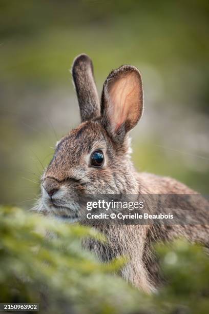 Wild Rabbit Quebec 256 Boucherville Quebec Stock Photos, High-Res Pictures, and Images ...