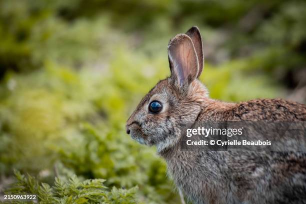 Wild Rabbit Quebec 256 Boucherville Quebec Stock Photos, High-Res Pictures, and Images ...