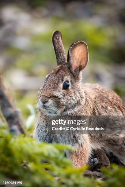 Wild Rabbit Quebec 256 Boucherville Quebec Stock Photos, High-Res Pictures, and Images ...