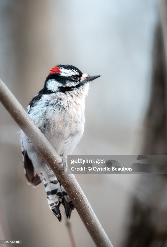 Downy woodpecker