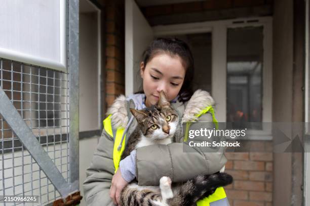 katze zur adoption in einem tierheim - tierheim stock-fotos und bilder