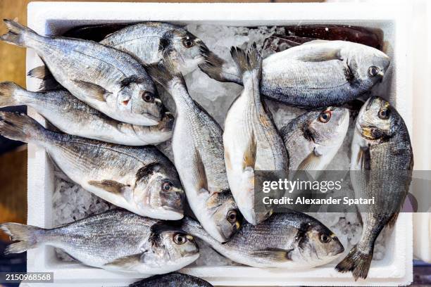 fresh sea bream fish for sale at the fish market - fish stock pictures, royalty-free photos & images