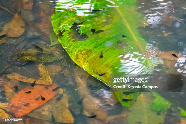 tadpoles in a wildlife pond at costa rican rainforest - kaulquappe stock-fotos und bilder