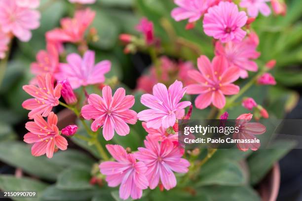 lewisia cotyledon pink colored - flower head stock pictures, royalty-free photos & images