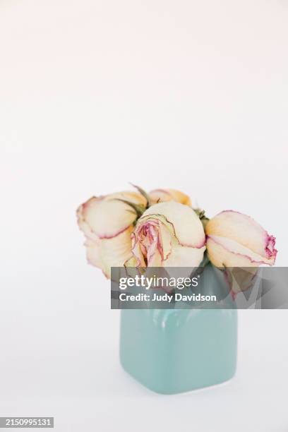 drooping dying roses in small teal vase - drooping rose stock pictures, royalty-free photos & images