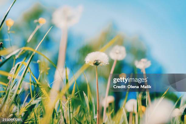 dandelions in spring meadow - flower petals falling stock pictures, royalty-free photos & images
