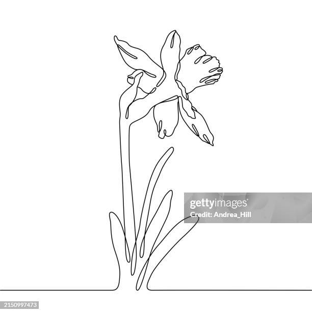 spring daffodil flower single line drawing with editable stroke - white daffodil stock illustrations