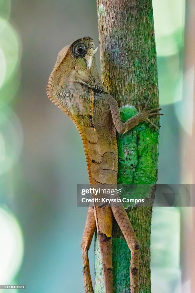 The Helmeted Iguana at Corcovado National Park in Costa Rica