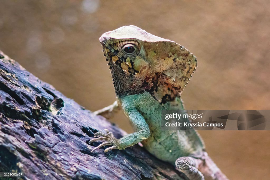 The Helmeted Iguana at Corcovado National Park in Costa Rica