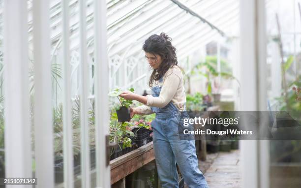 a study of plants - green house stock pictures, royalty-free photos & images