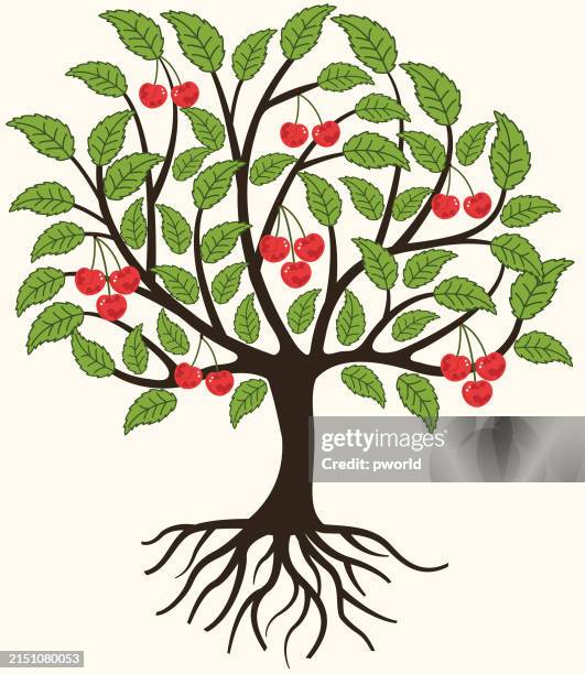 illustrazioni stock, clip art, cartoni animati e icone di tendenza di cherry tree background . - albero da frutto