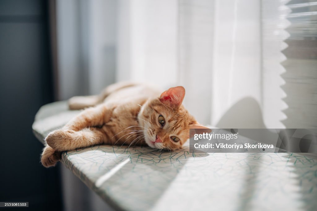 Cat relaxing on the ironing board