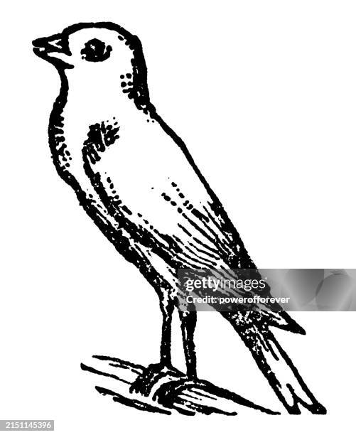 domestic canary bird (serinus canaria domestica) - 19th century - canary bird stock illustrations