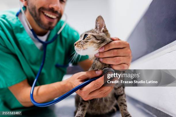vétérinaire utilisant un stéthoscope sur un chat dans une clinique vétérinaire - vétérinaire photos et images de collection
