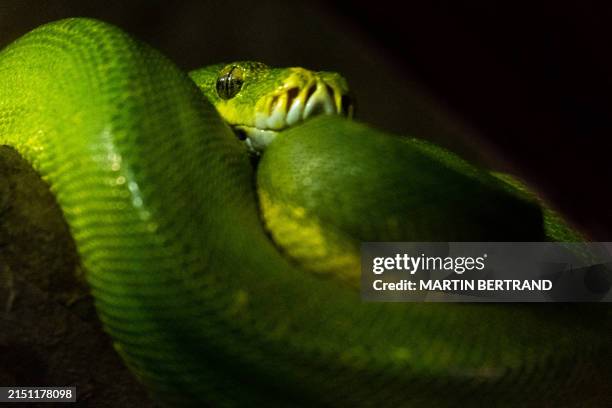 Emerald Tree Python Photos and Premium High Res Pictures - Getty Images
