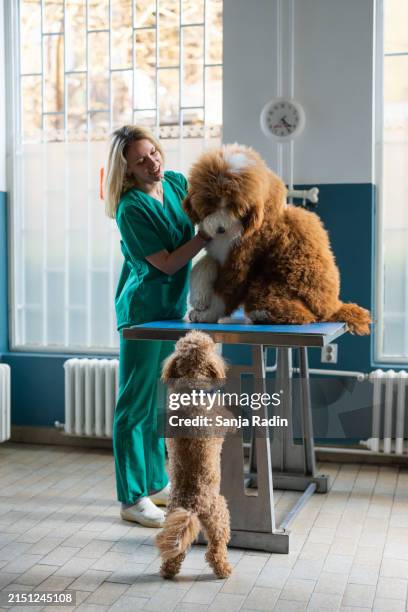 big and small furry friends at the vet - big happy face stock pictures, royalty-free photos & images