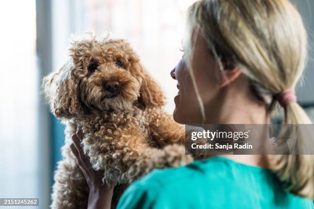 the poodle in the vet's arms - toy poodle stock pictures, royalty-free photos & images