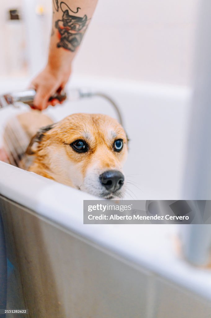 Person in the bathroom at home bathing his dog in the bathtub