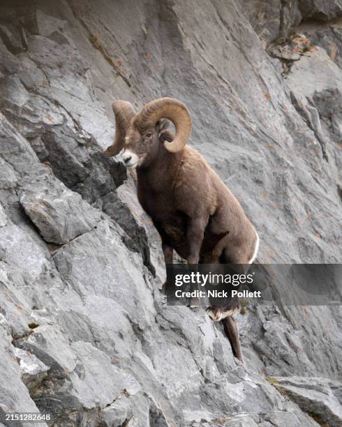 bighorn sheep - bighorn sheep stock pictures, royalty-free photos & images