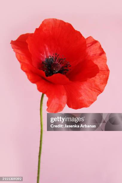 red poppy - coquelicot photos et images de collection