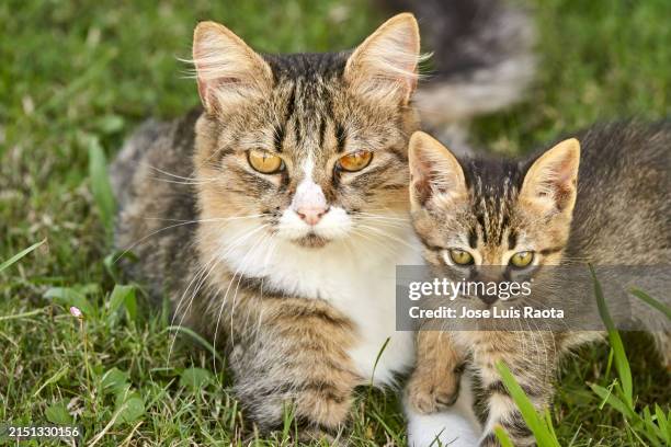 cats family - weidekätzchen stock-fotos und bilder