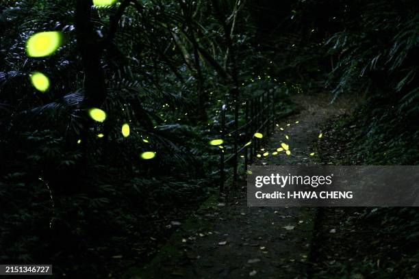 Swarm Of Fireflies Photos and Premium High Res Pictures - Getty Images