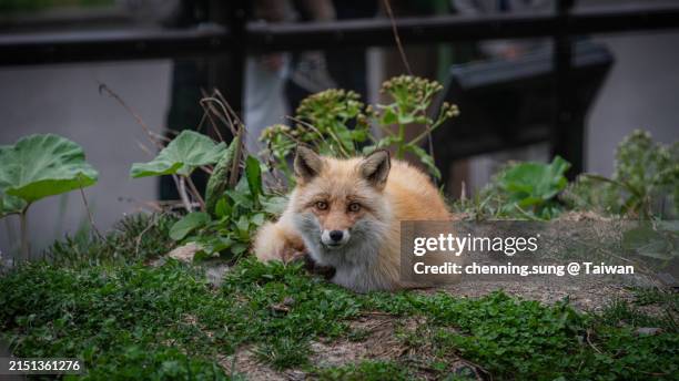 northernredfox - animales en cautiverio fotografías e imágenes de stock