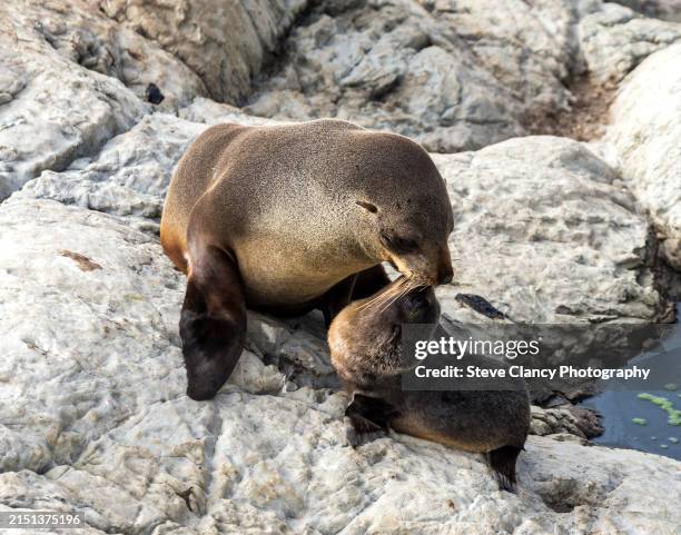 fur seal with pup - seehundjunges stock-fotos und bilder