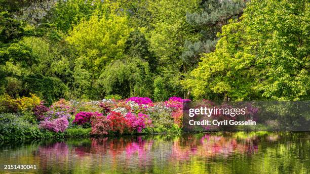 blooming rhododendron in a park. ghent, east flanders, belgium. - rhododendron stock-fotos und bilder