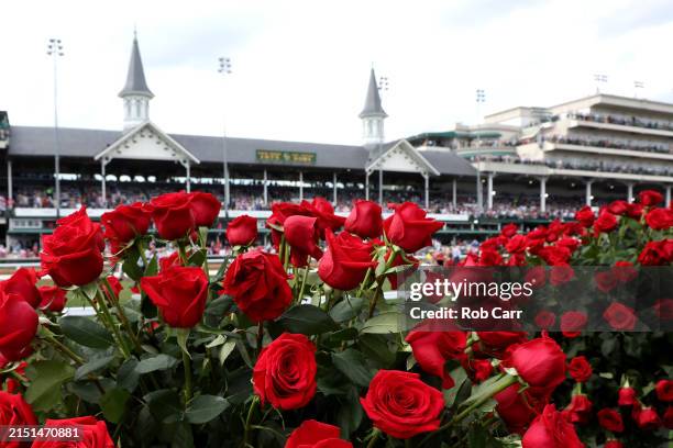 Roses are shown near the turf course before the 150th running of the Kentucky Derby at Churchill Downs on May 04, 2024 in Louisville, Kentucky.
